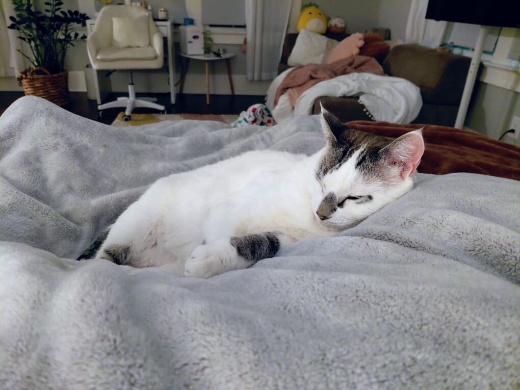 Harhar the cat, a white Lynx Point Siamese
